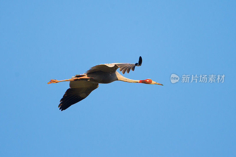 Sarus Crane in Flight, Qld，澳大利亚